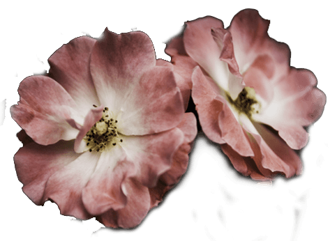 flower1 a